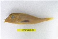 藏品(紅雙角魚)的圖片